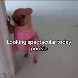 Meet your Posher, Shereen